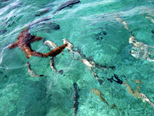 Belize-Coast & Interior-Turf and Surf Getaway